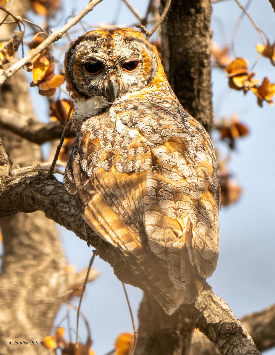 Mottled Wood-Owl - Jagdish Jatiya