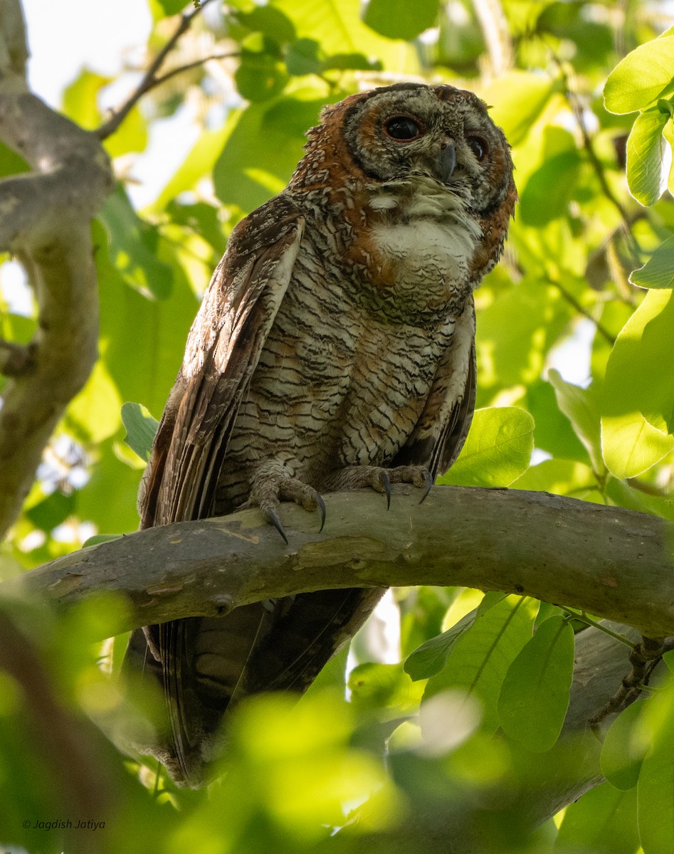 Mottled Wood-Owl - ML618307522