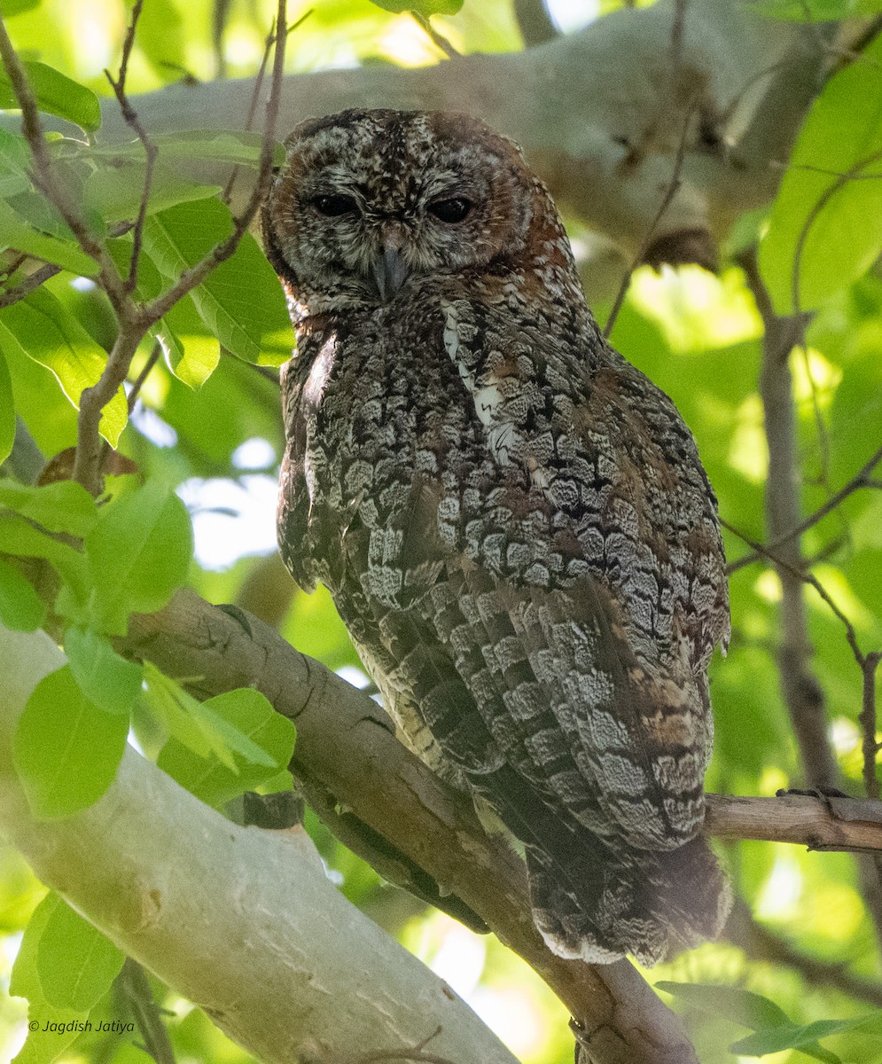 Mottled Wood-Owl - ML618307523