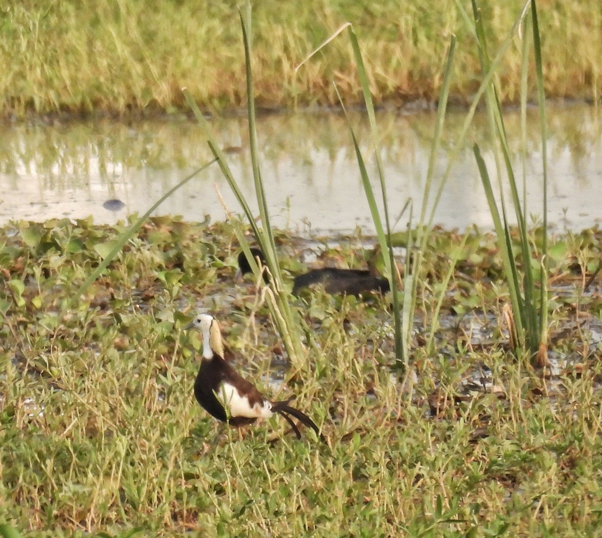 Pheasant-tailed Jacana - Santhi  K