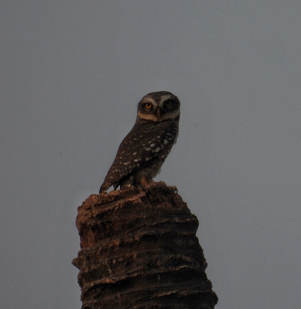 Spotted Owlet - ML618307537