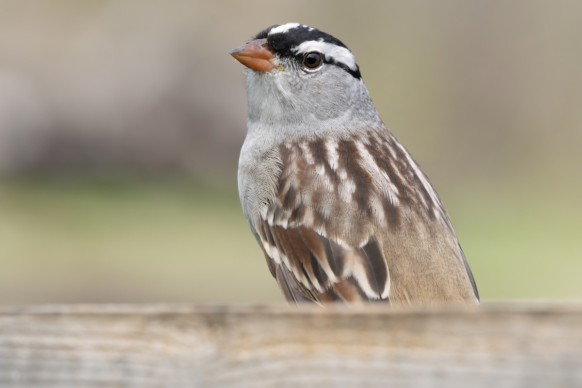White-crowned Sparrow - ML618307543
