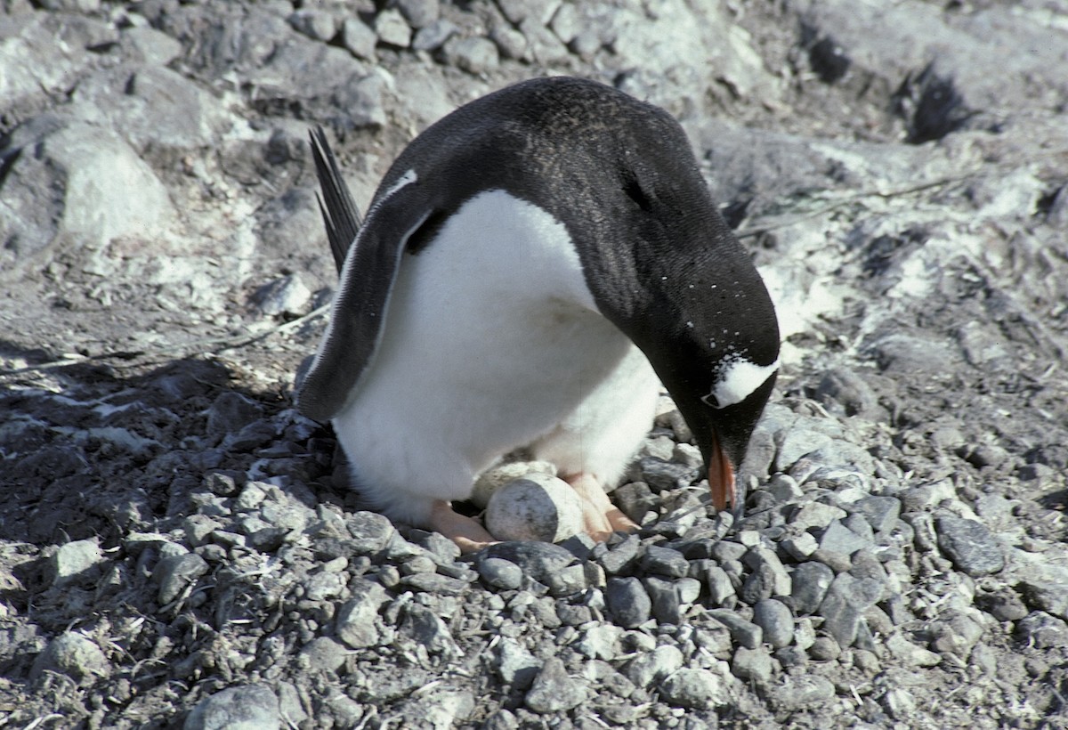 Gentoo Penguin - ML618307560