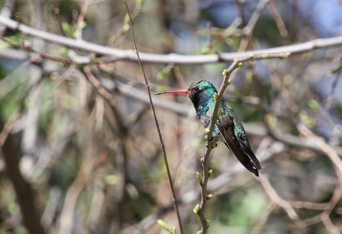 Broad-billed Hummingbird - ML618307565