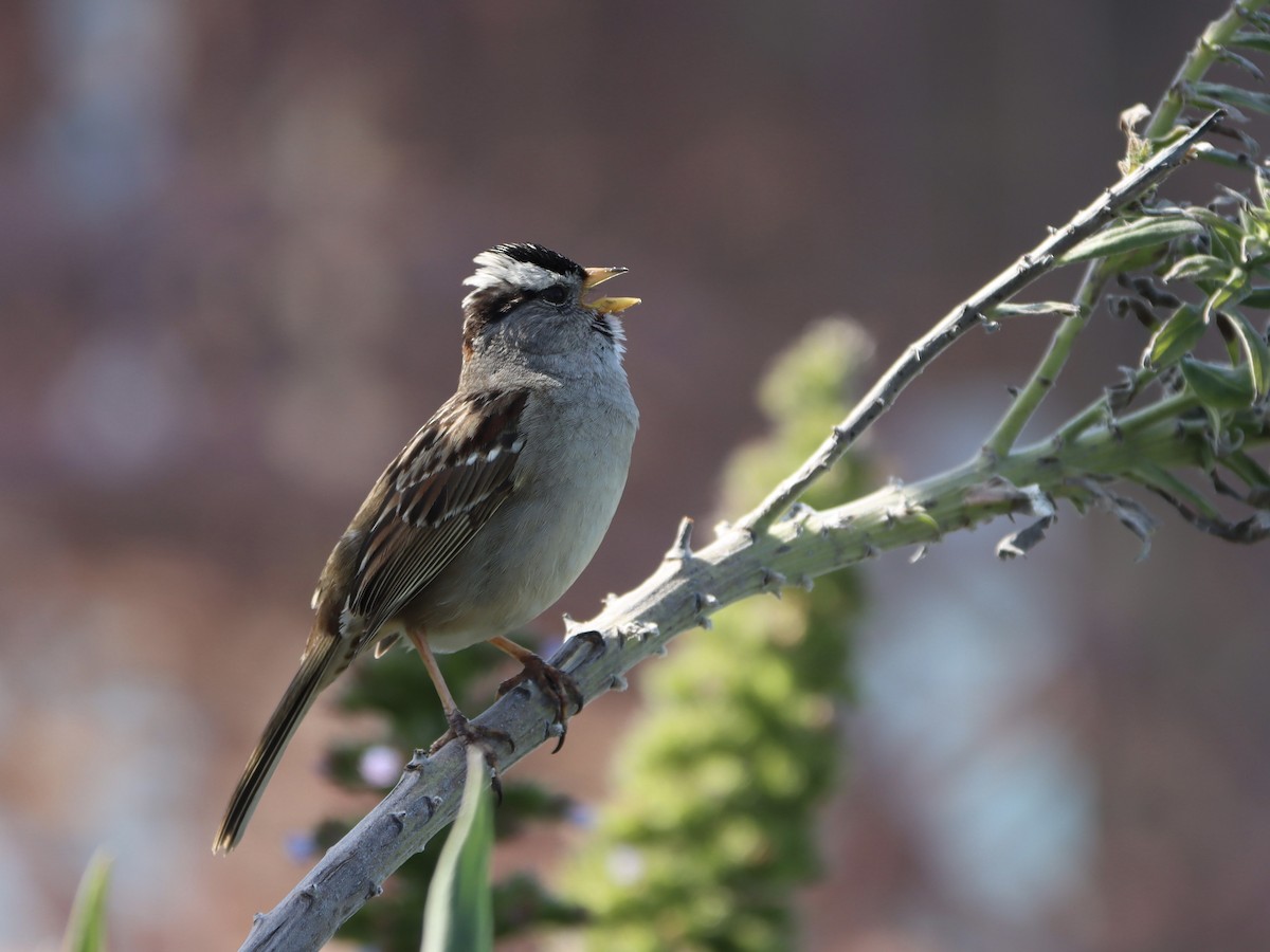 White-crowned Sparrow - ML618307566