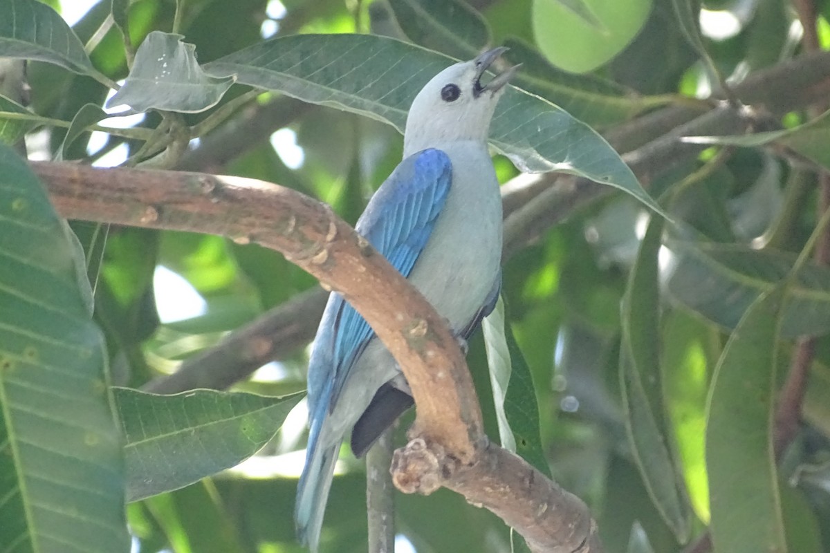 Blue-gray Tanager - ML618307594