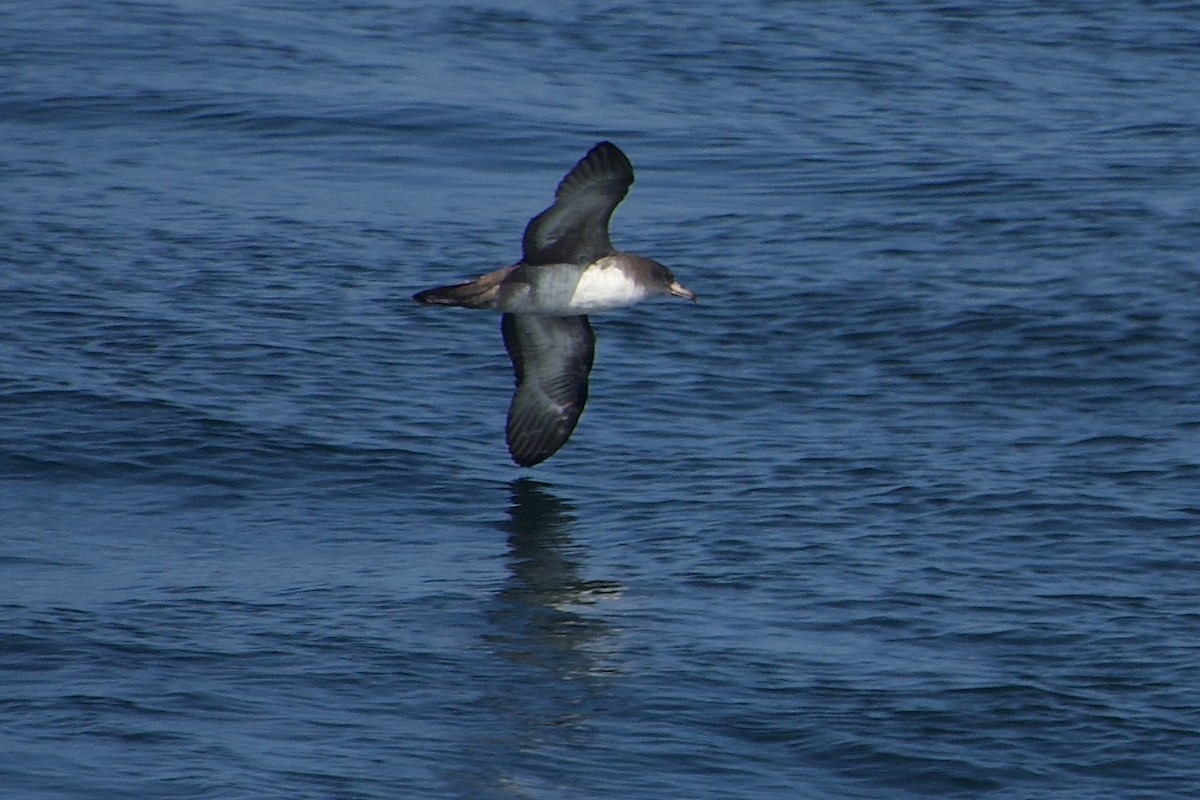 Pink-footed Shearwater - ML618307595