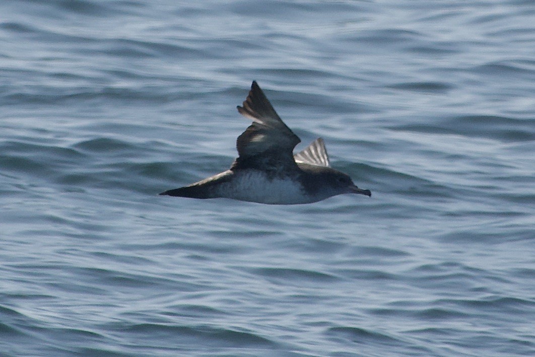 Pink-footed Shearwater - ML618307597