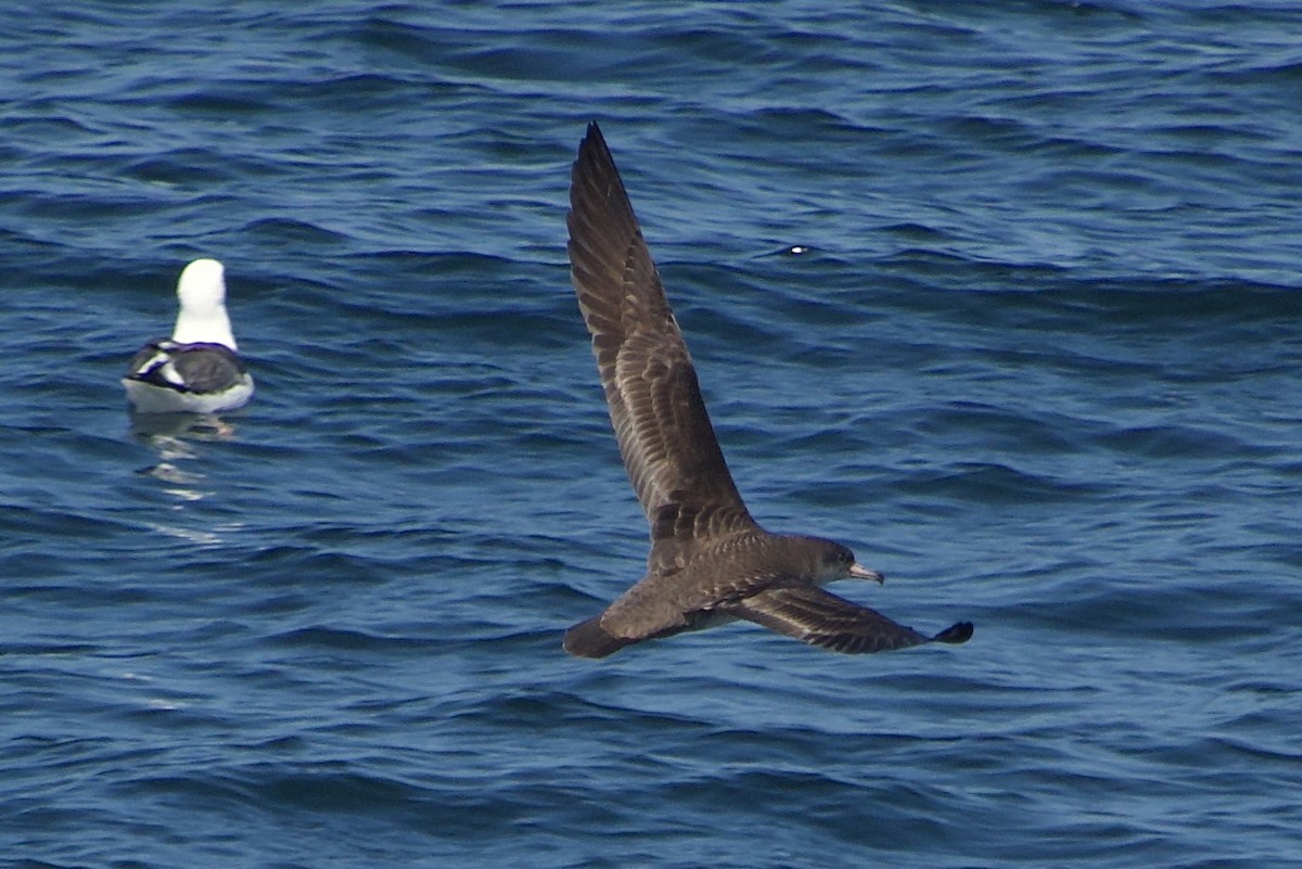 Pink-footed Shearwater - ML618307599