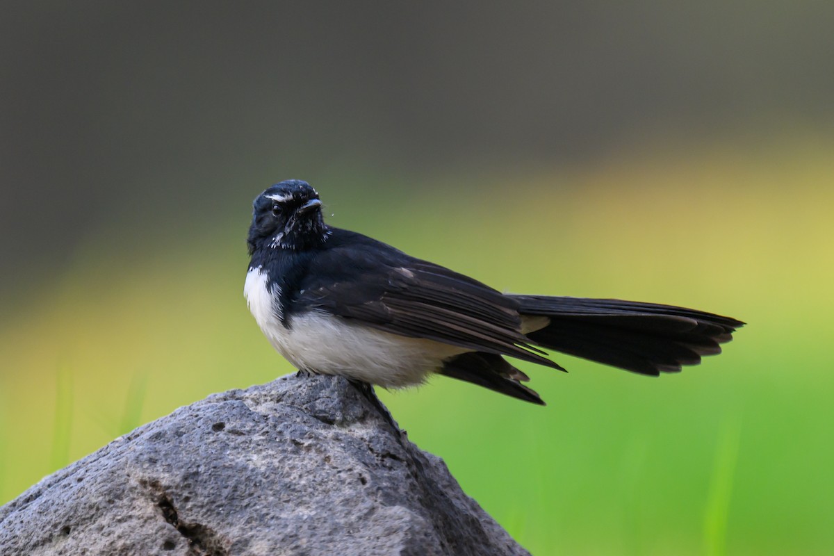 Willie-wagtail - Eric Yeo