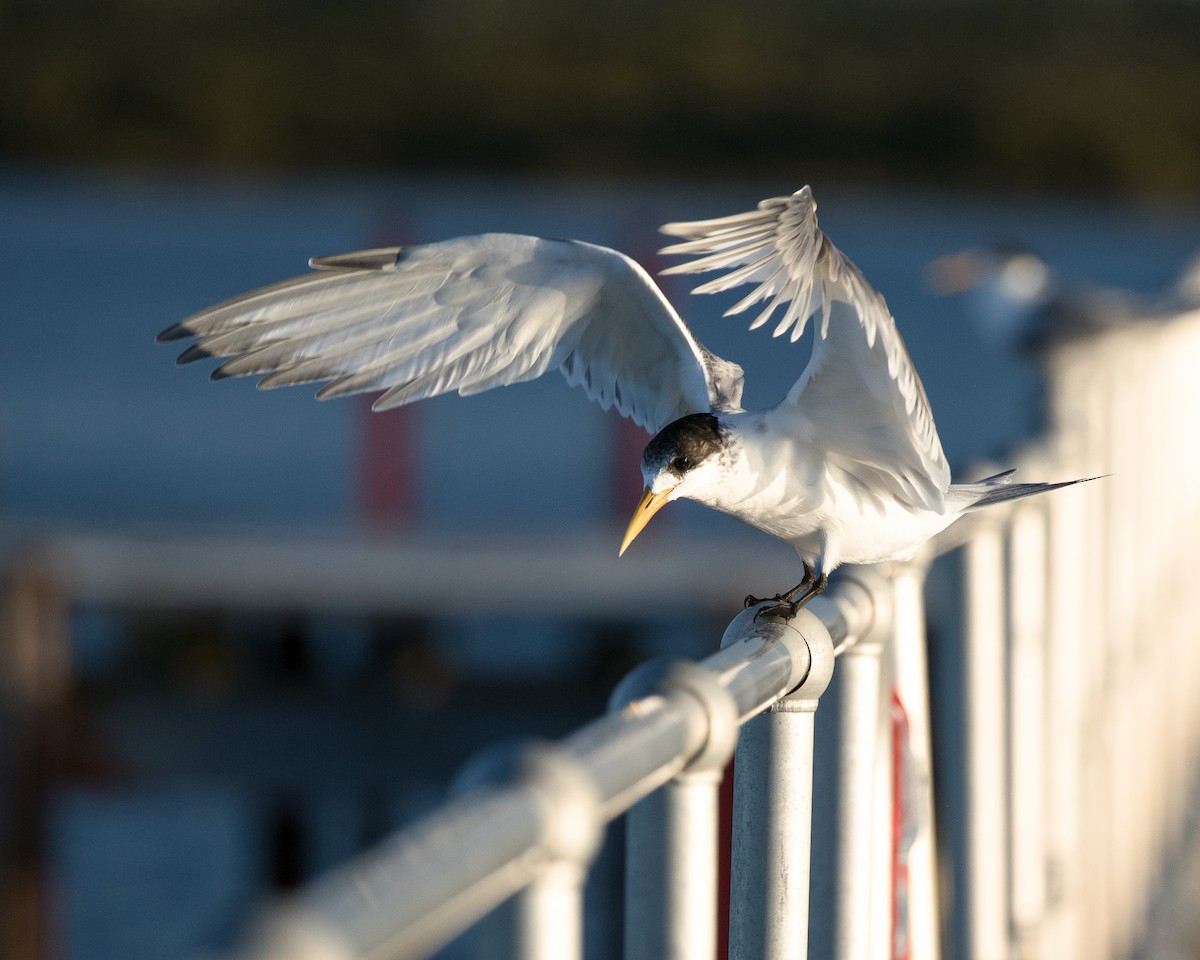 Great Crested Tern - ML618307621