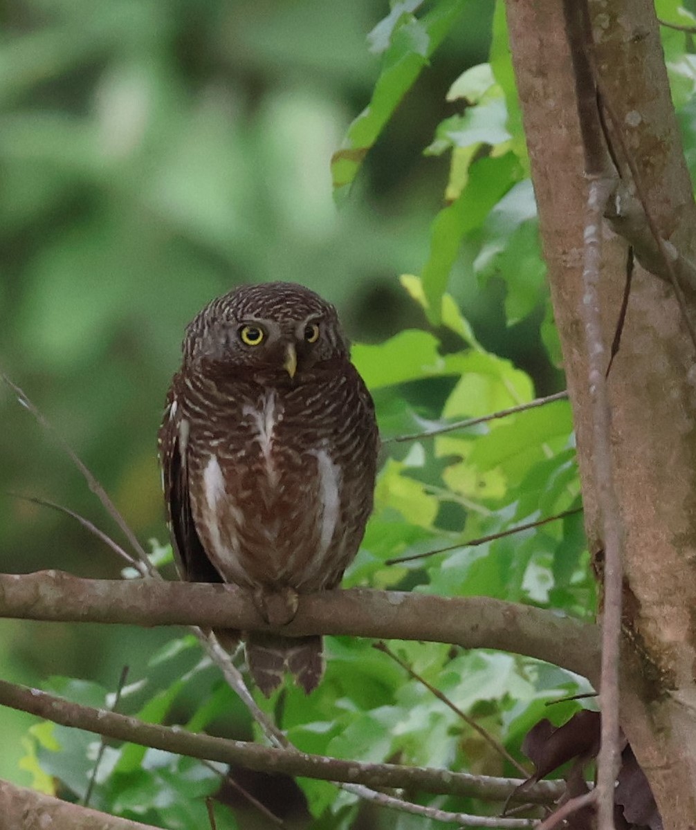 Asian Barred Owlet - Preetika Garg