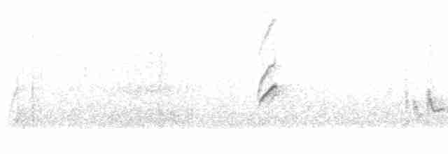 Oriole masqué - ML618307672