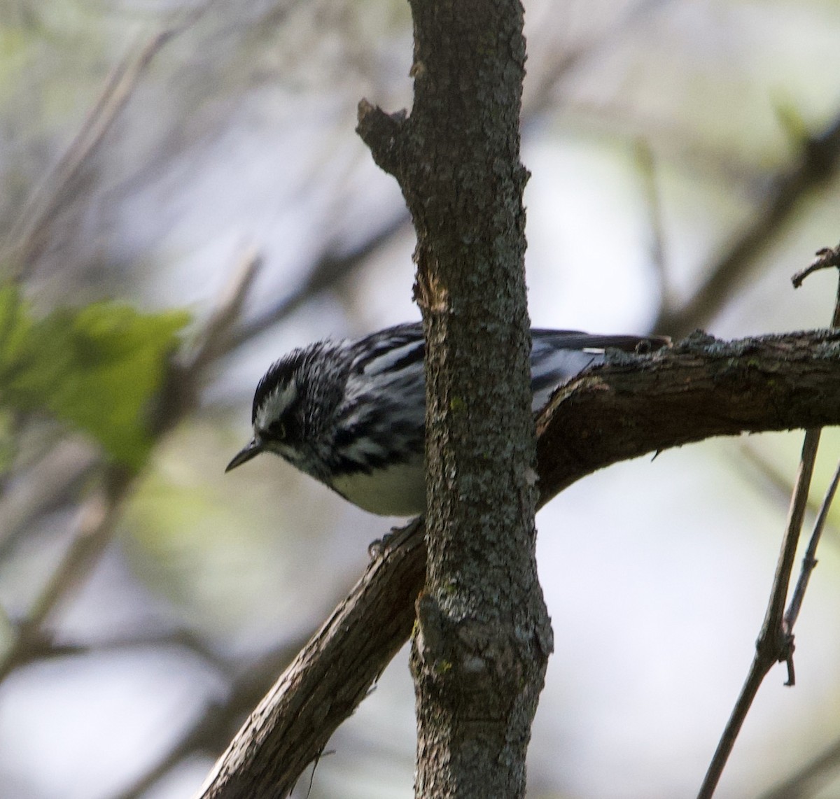 Black-and-white Warbler - ML618307687
