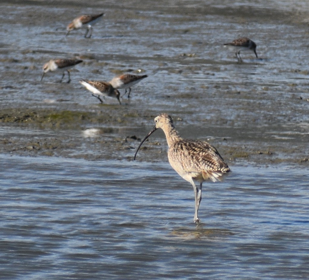 Long-billed Curlew - ML618307690