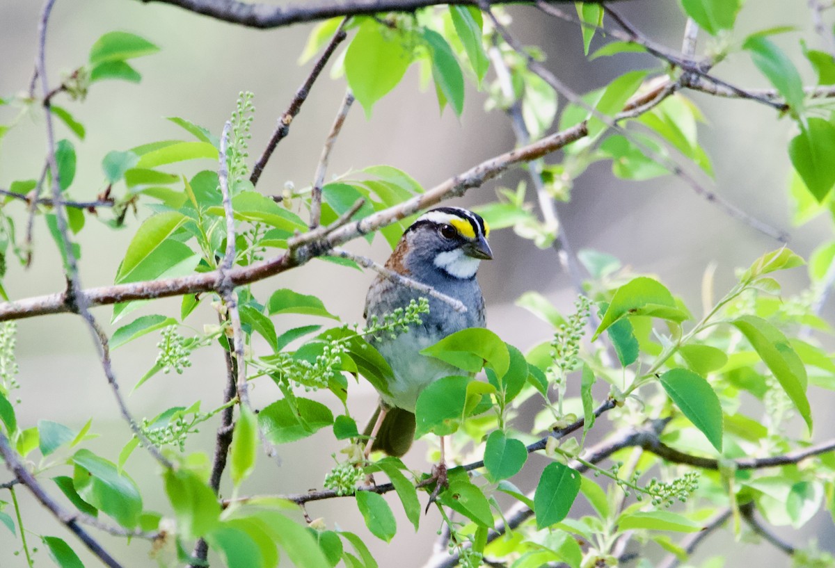 White-throated Sparrow - ML618307693
