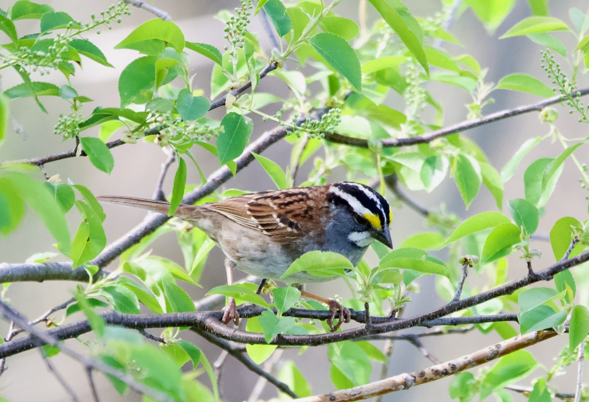White-throated Sparrow - ML618307694