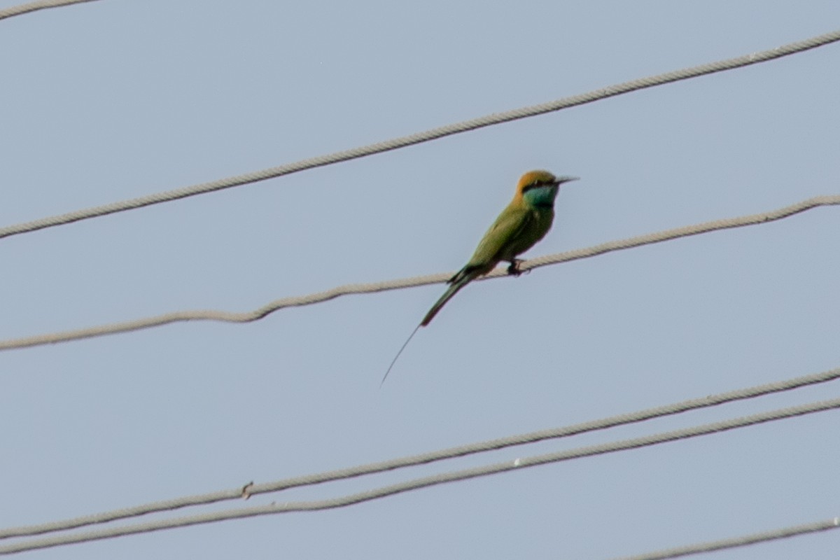 Asian Green Bee-eater - ML618307699
