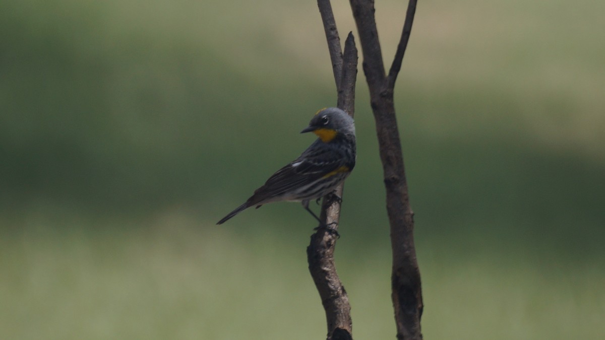 Yellow-rumped Warbler (Audubon's) - ML618307723