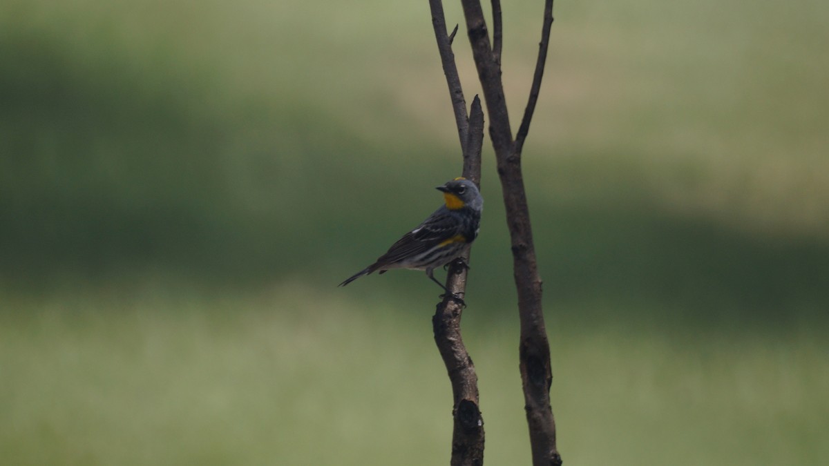 Yellow-rumped Warbler (Audubon's) - ML618307727