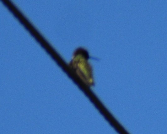 Costa's Hummingbird - ML618307728