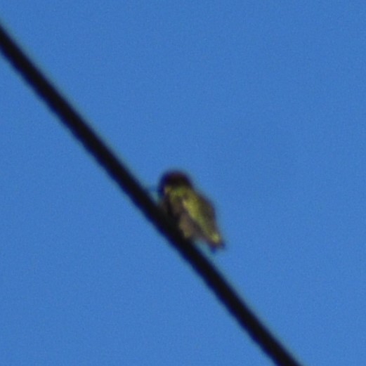 Costa's Hummingbird - ML618307733