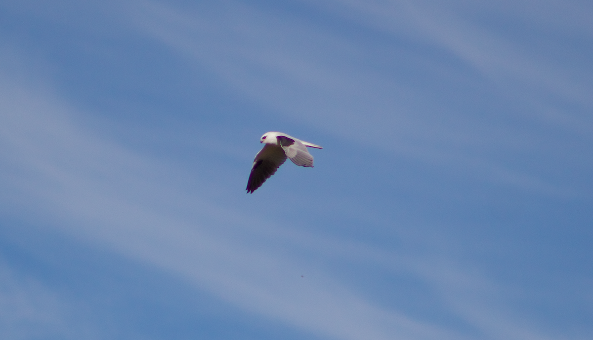 Black-shouldered Kite - ML618307743