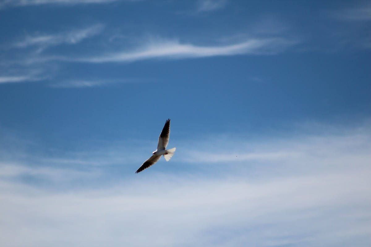 Black-shouldered Kite - ML618307746