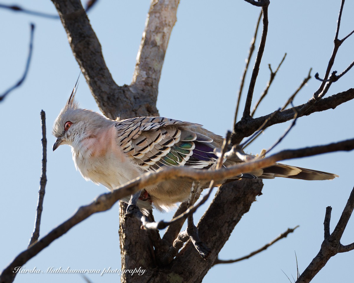Crested Pigeon - ML618307753