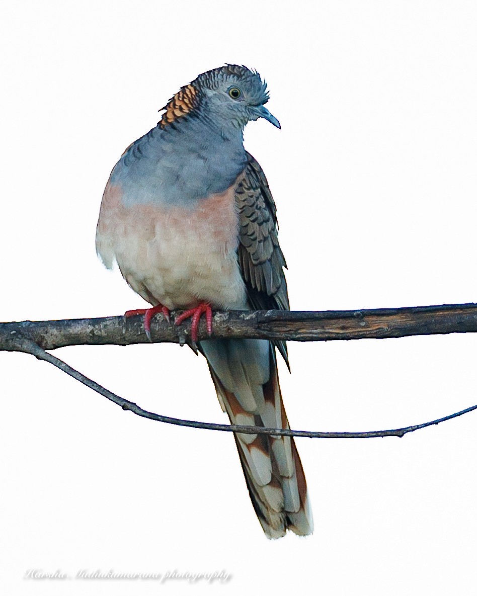 Bar-shouldered Dove - ML618307760