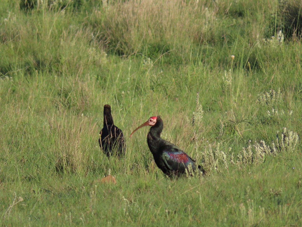ibis jihoafrický - ML618307763