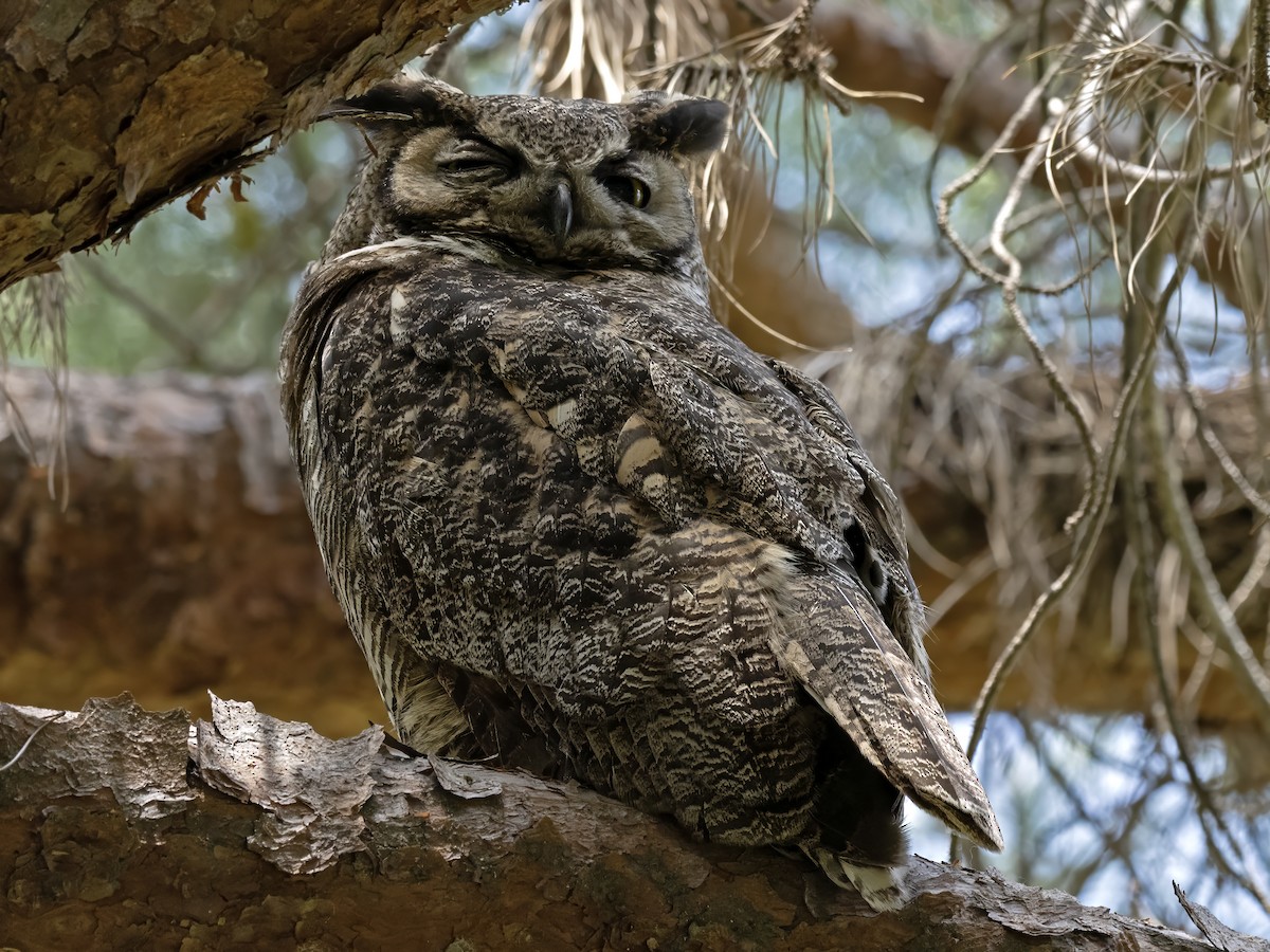 Great Horned Owl - ML618307768