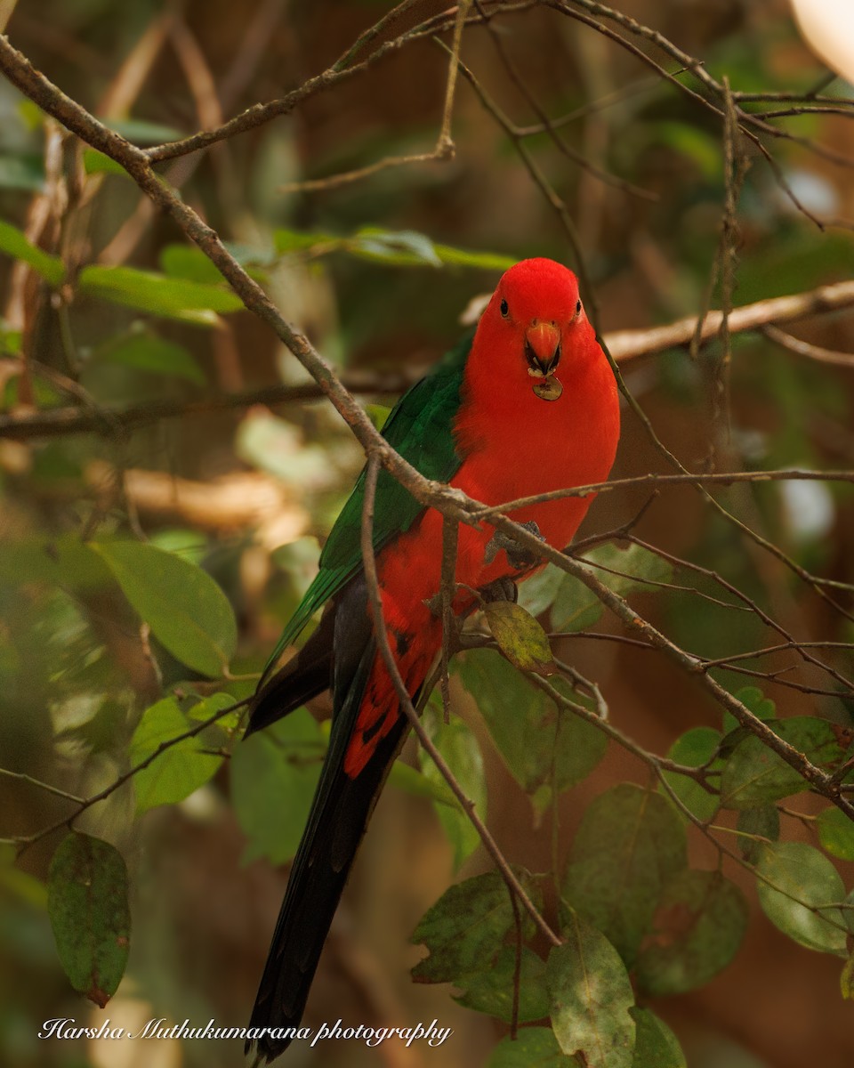 Australian King-Parrot - ML618307776