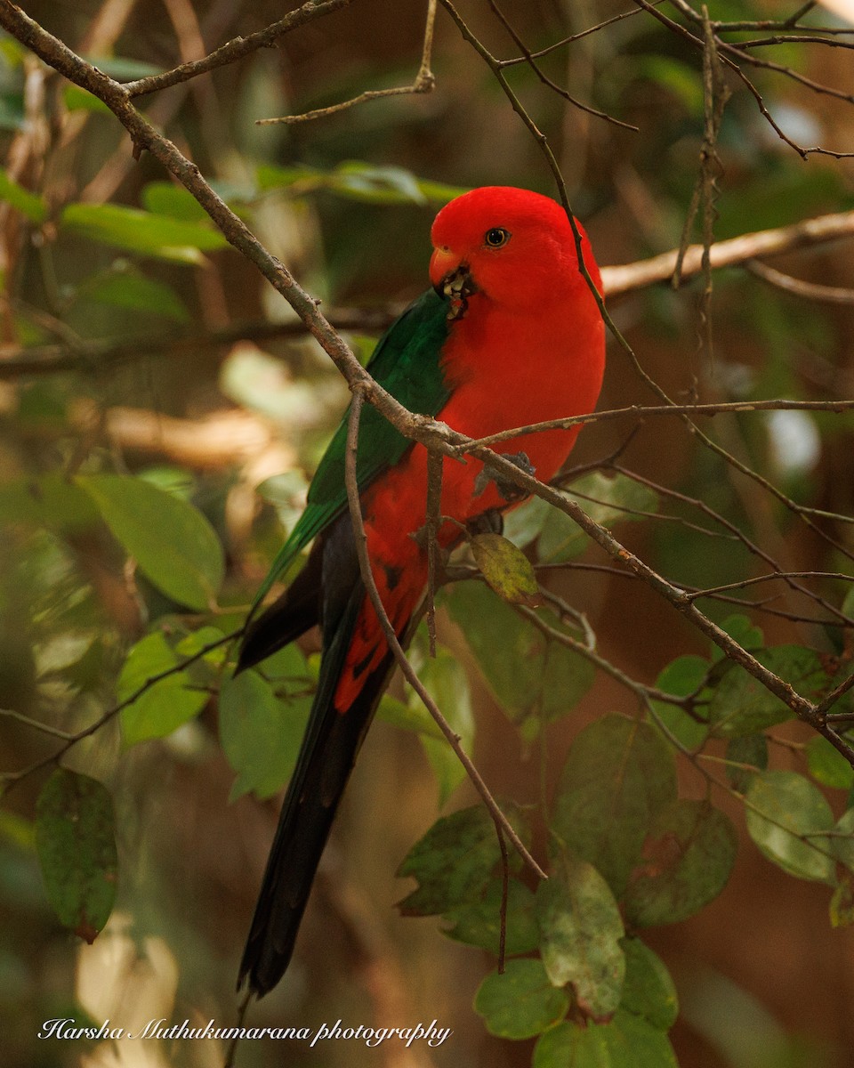 Australian King-Parrot - ML618307777
