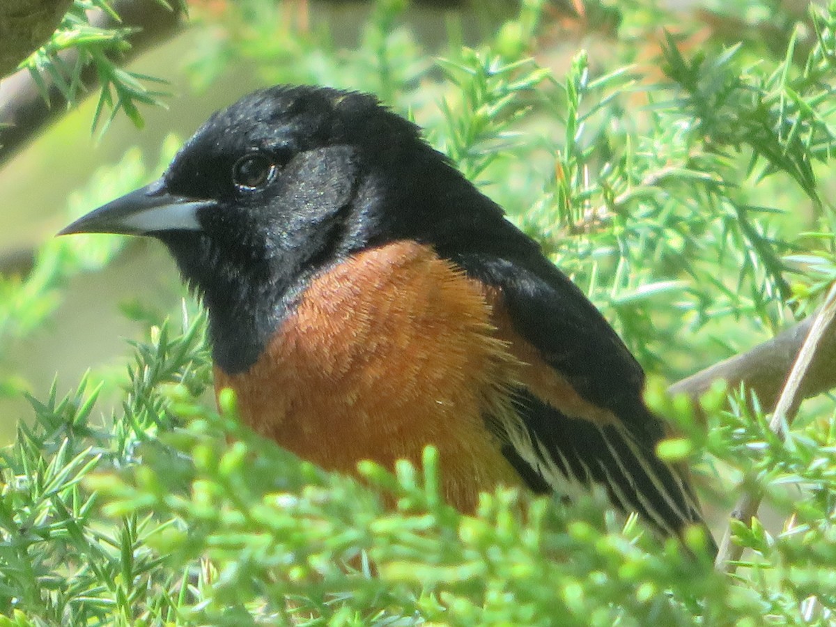 Orchard Oriole - ML618307788