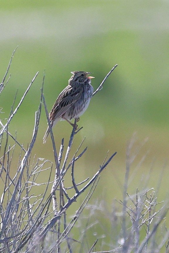 Savannah Sparrow - ML618307796