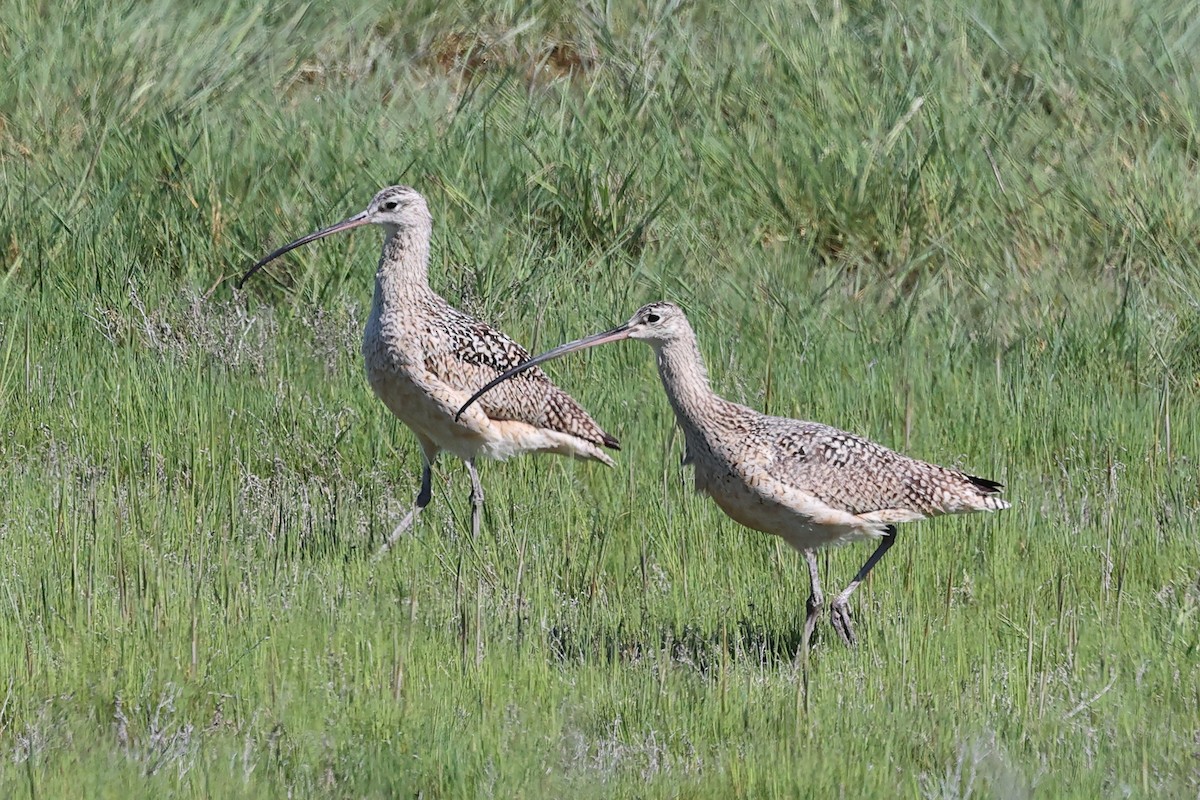 Long-billed Curlew - Mary McGreal