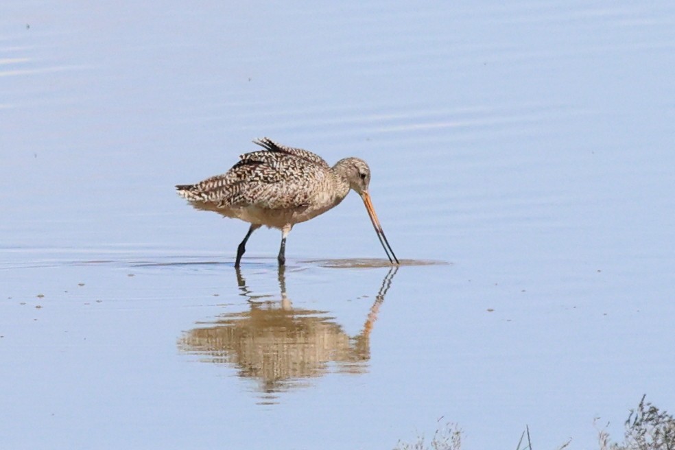 Marbled Godwit - Mary McGreal