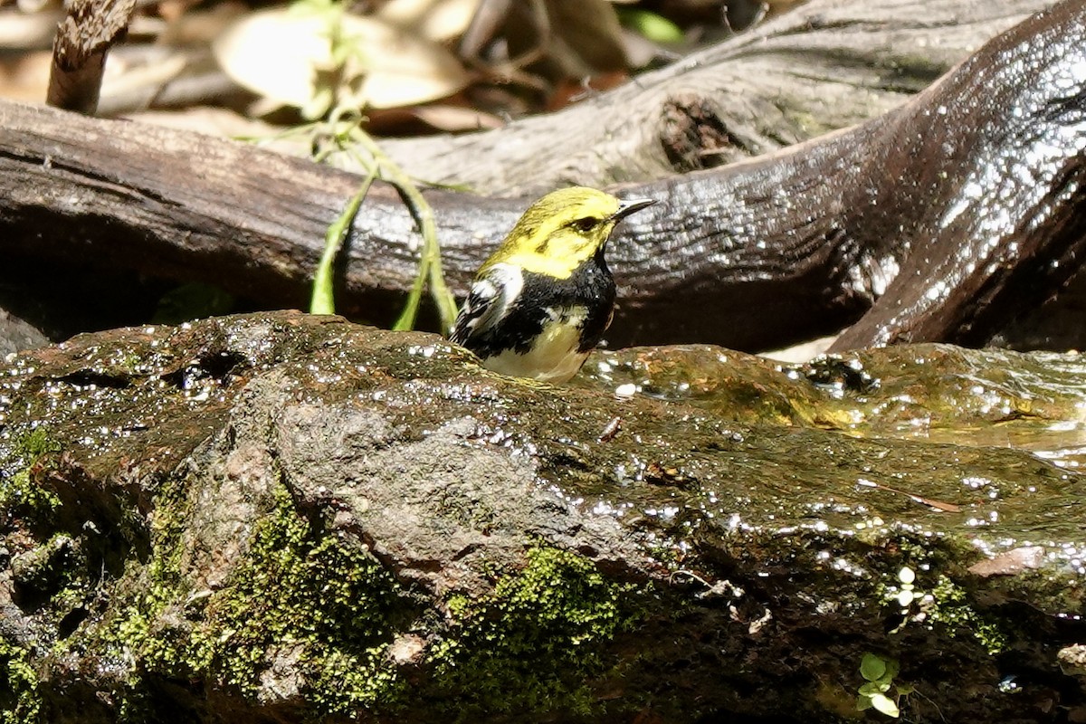Black-throated Green Warbler - ML618307816