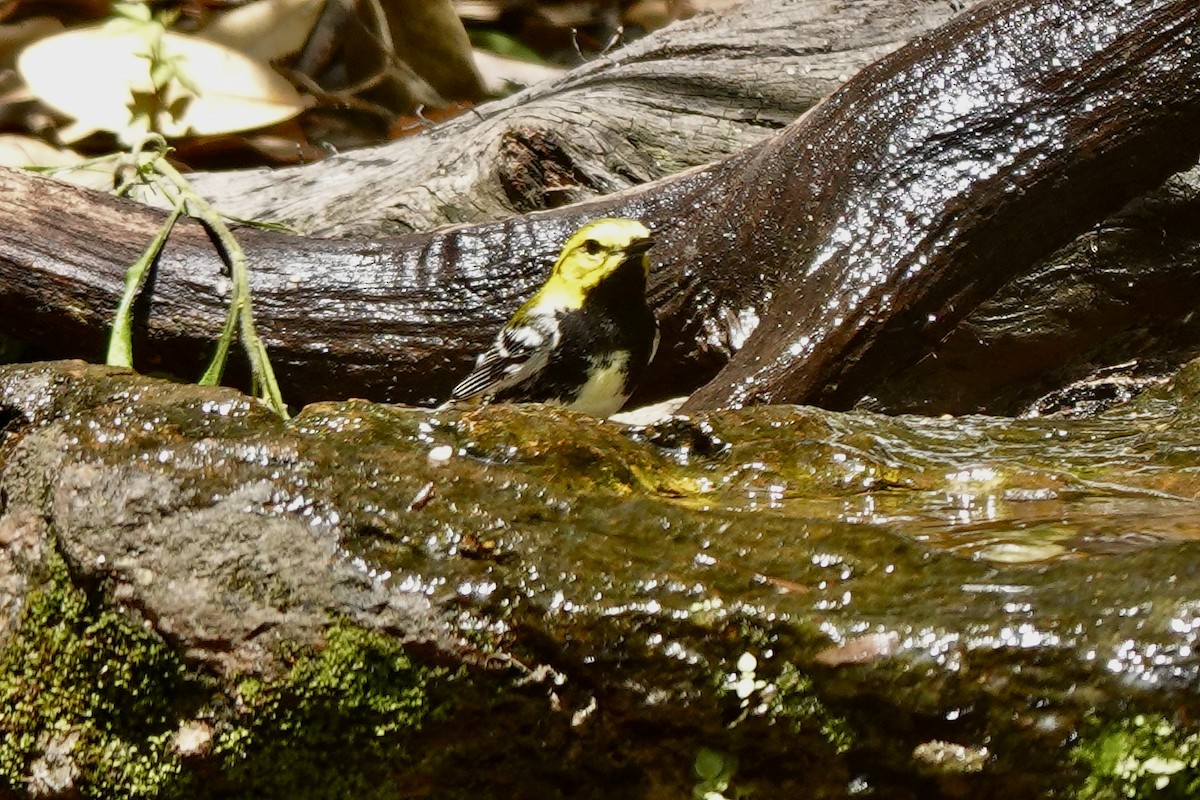 Black-throated Green Warbler - ML618307817