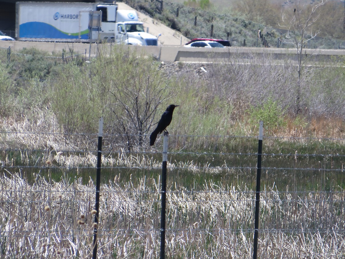 Great-tailed Grackle - ML618307821