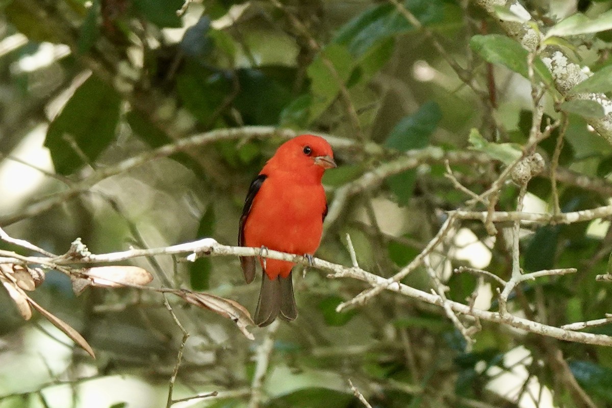Scarlet Tanager - ML618307834