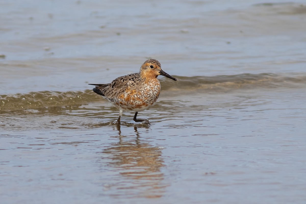 Red Knot - ML618307838