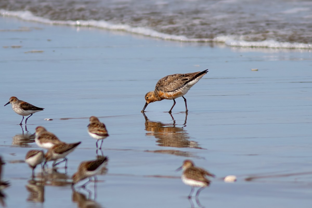 Red Knot - ML618307840
