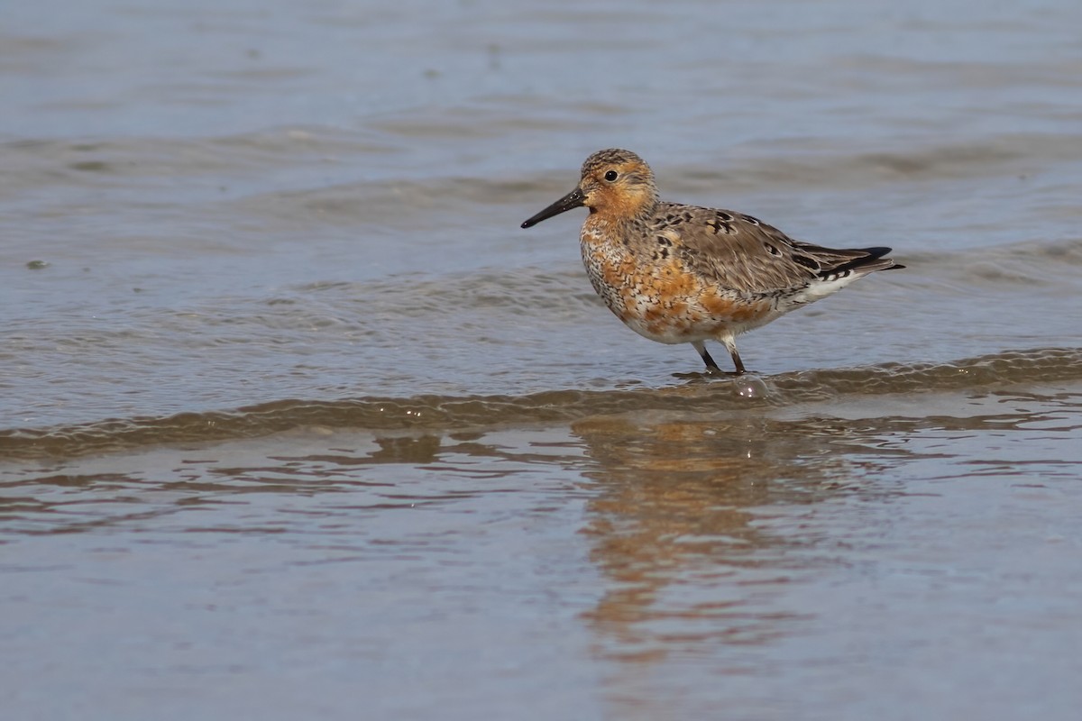 Red Knot - ML618307861