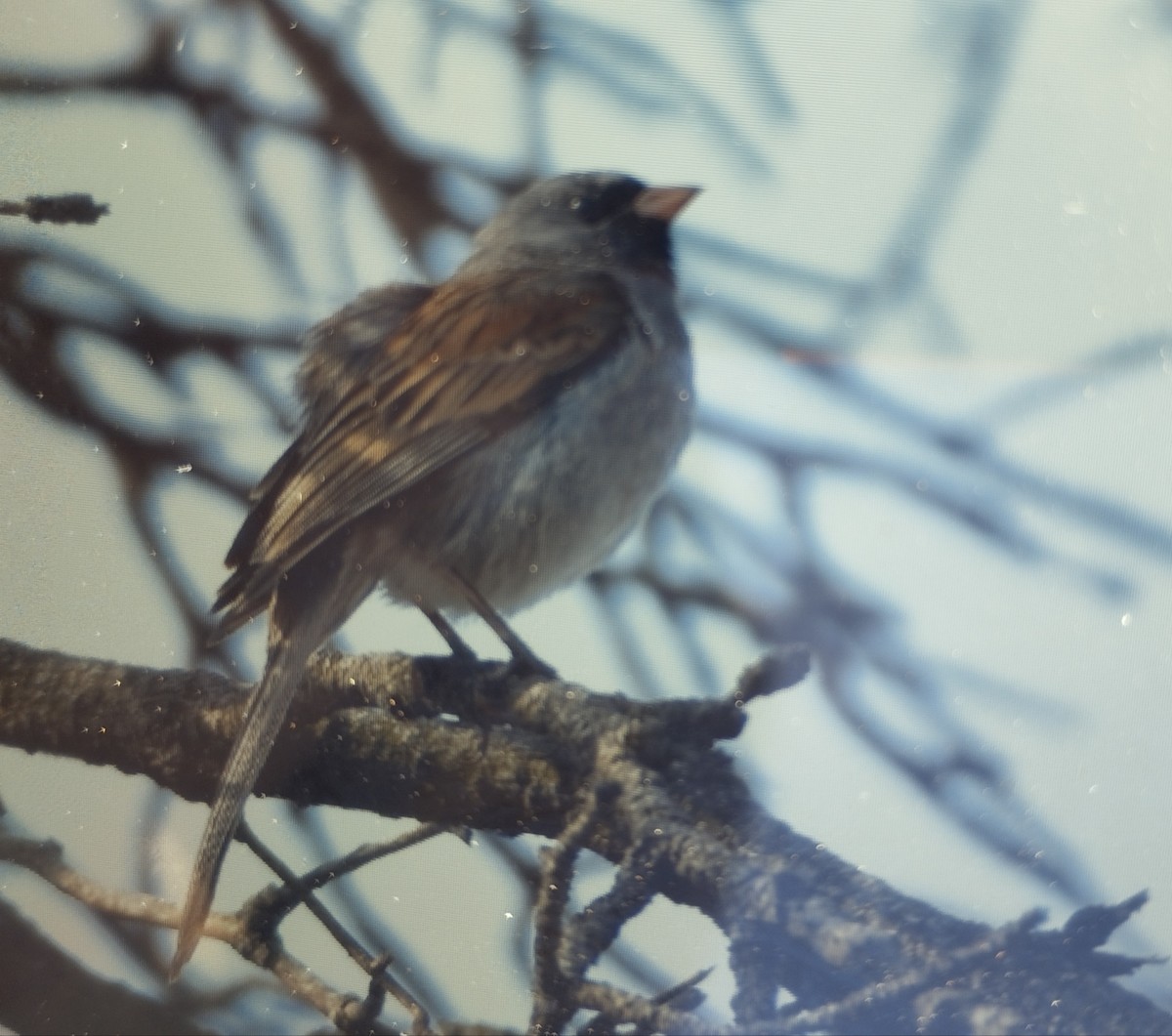Black-chinned Sparrow - Alex Gomez