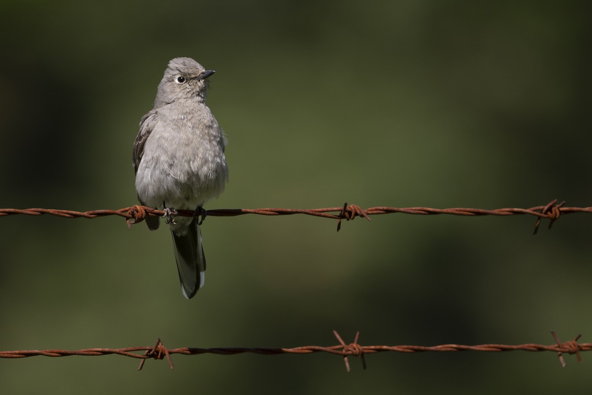 Townsend's Solitaire - ML618307901