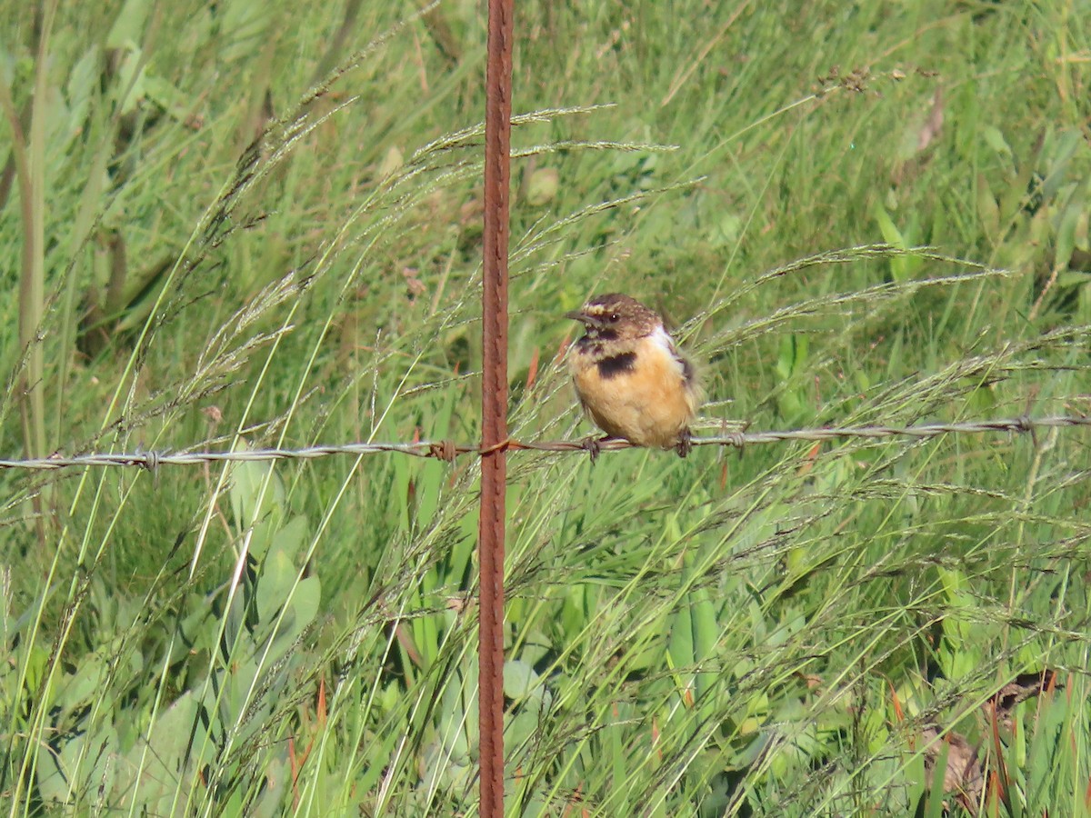 African Stonechat - ML618307904