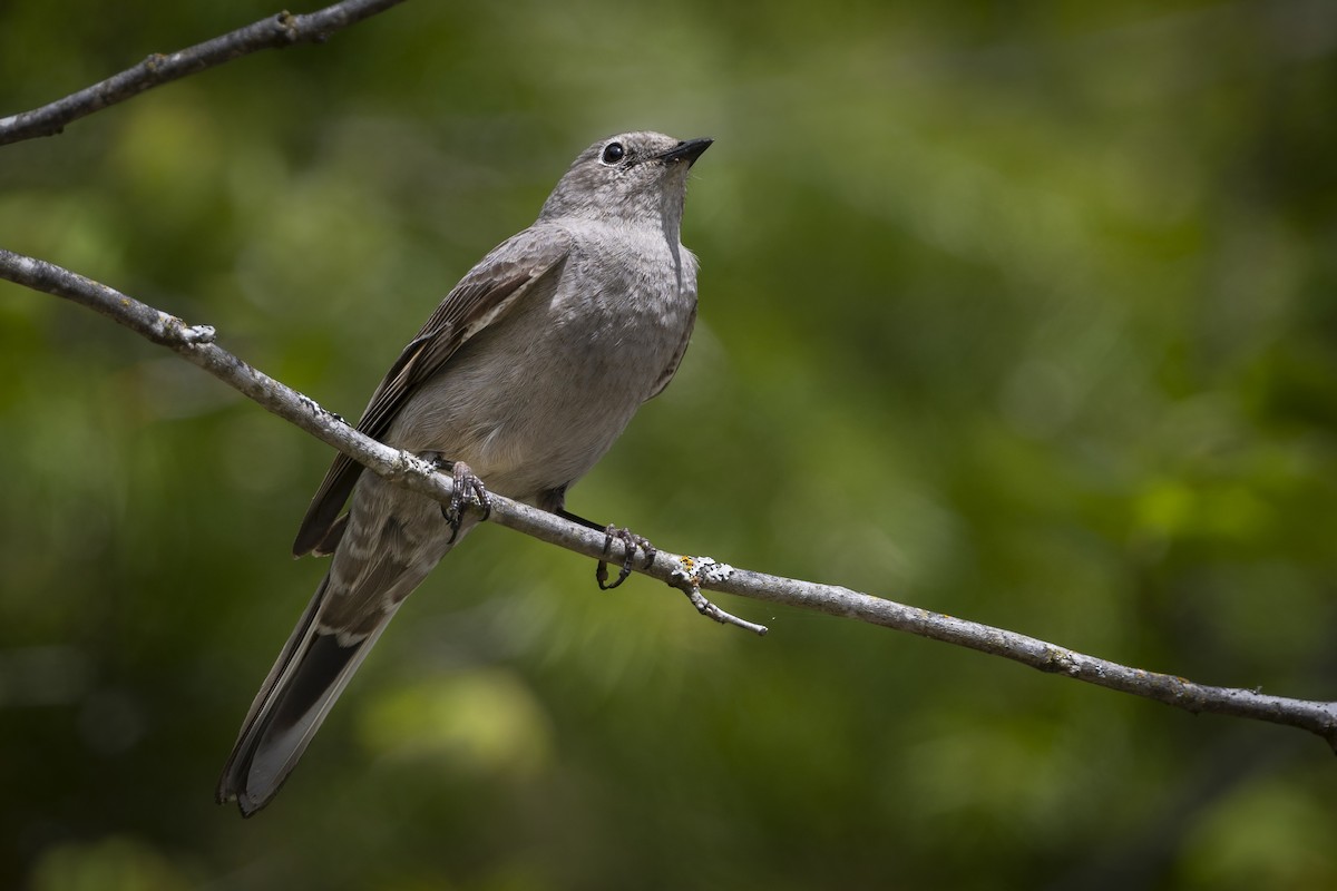 Townsend's Solitaire - ML618307924