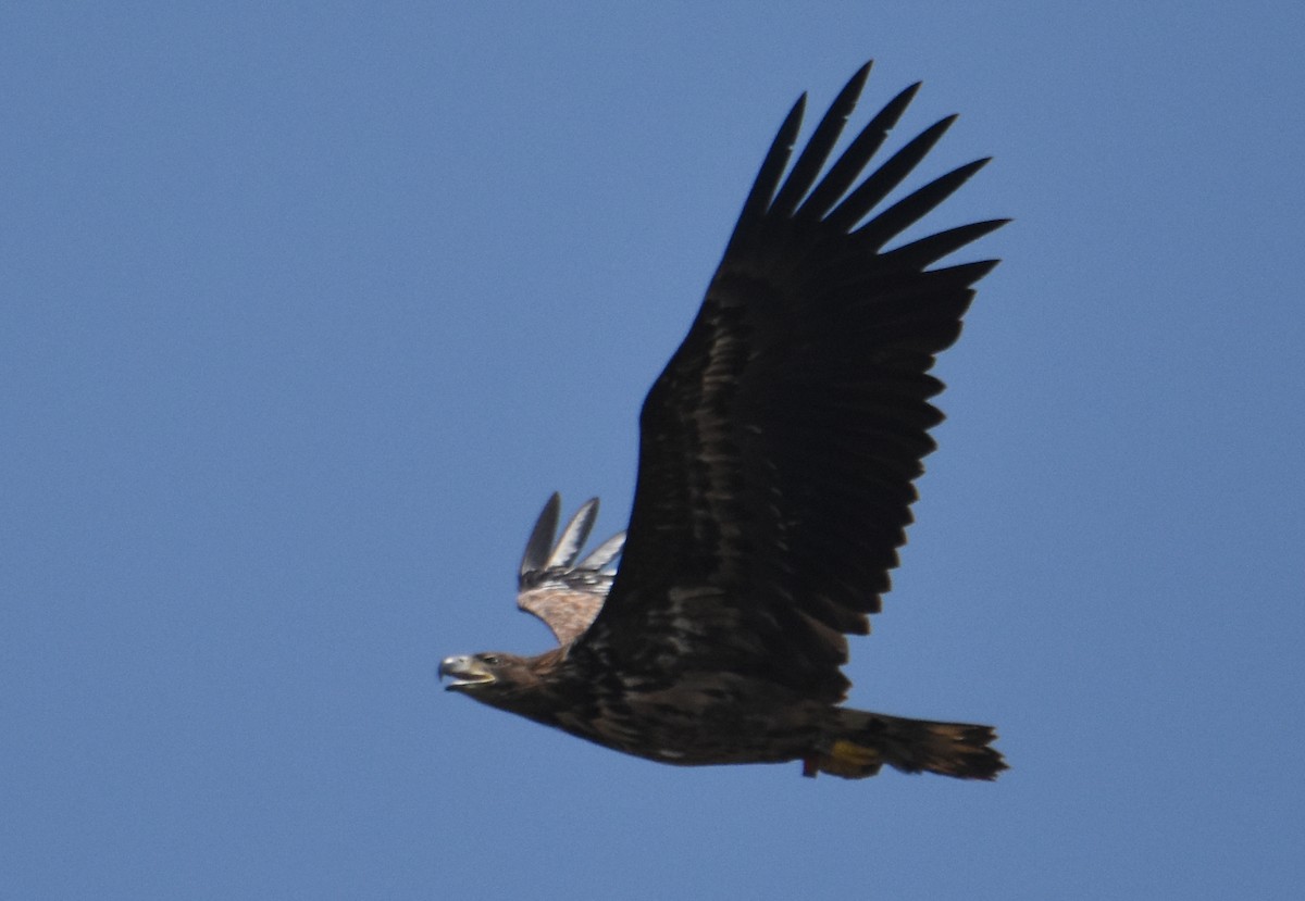 White-tailed Eagle - ML618307940